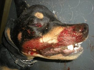 Ρόδος: Το δικαστήριο άφησε ατιμώρητο τον 73χρονο που σκότωσε το σκυλί